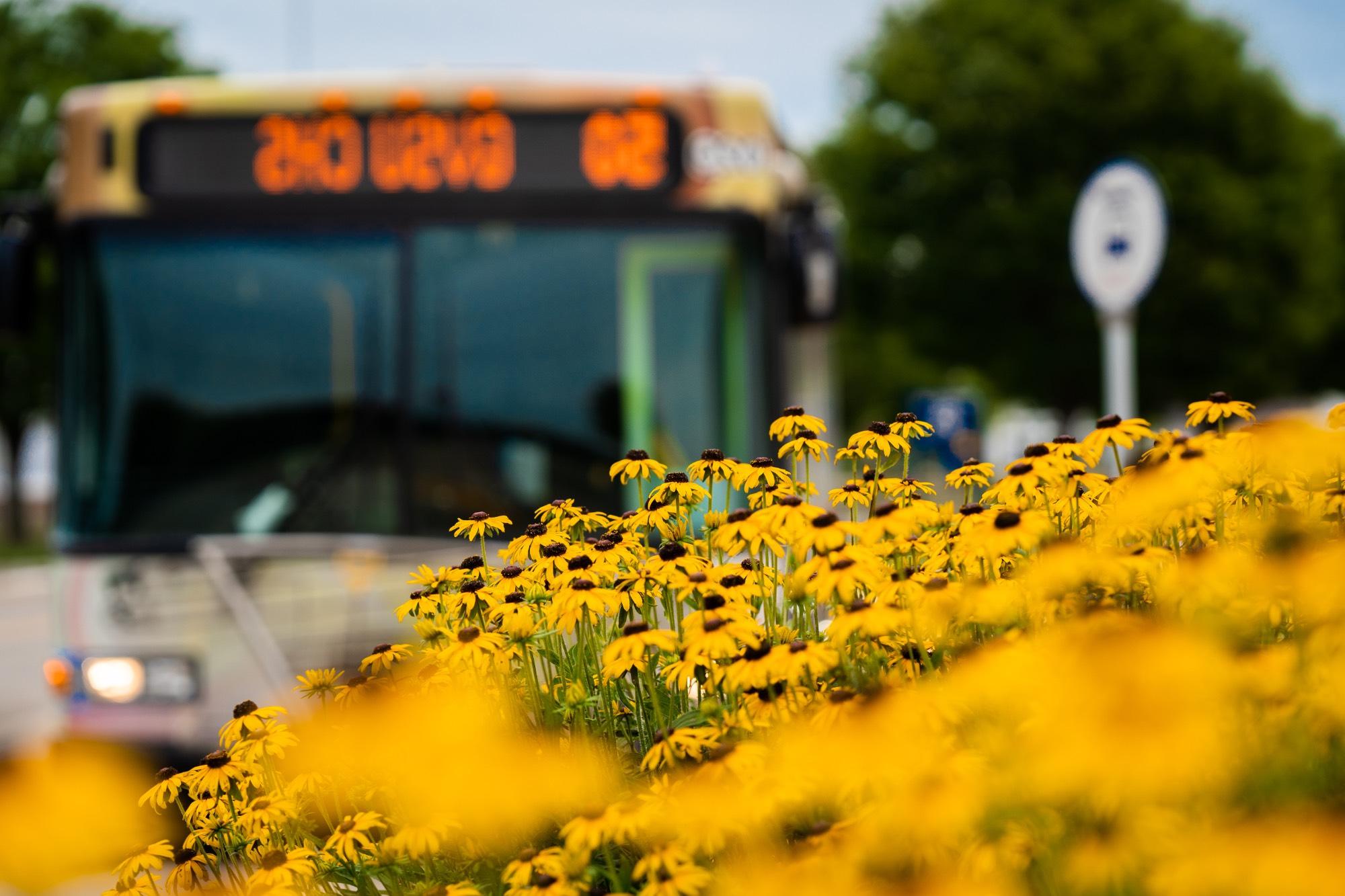 Laker Line Bus, Black Eyed Susans